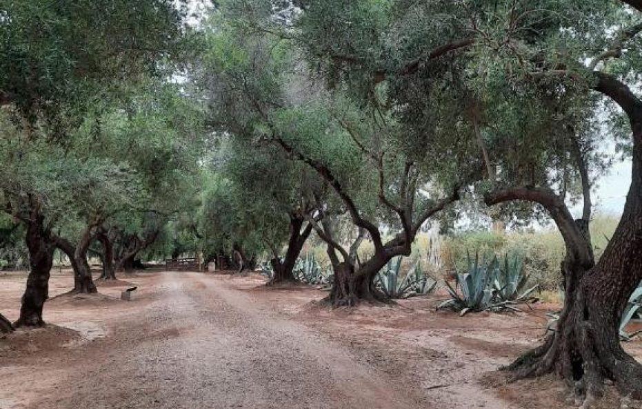 El Solar De Los Olivos